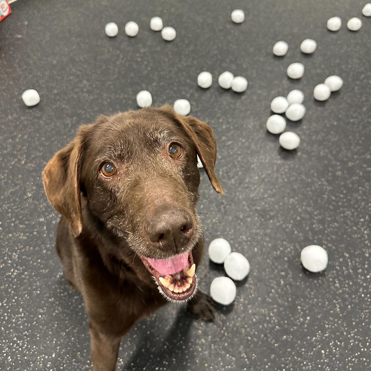 Whiskers Resort & Pet Spa Facility Grand Rapids, MI