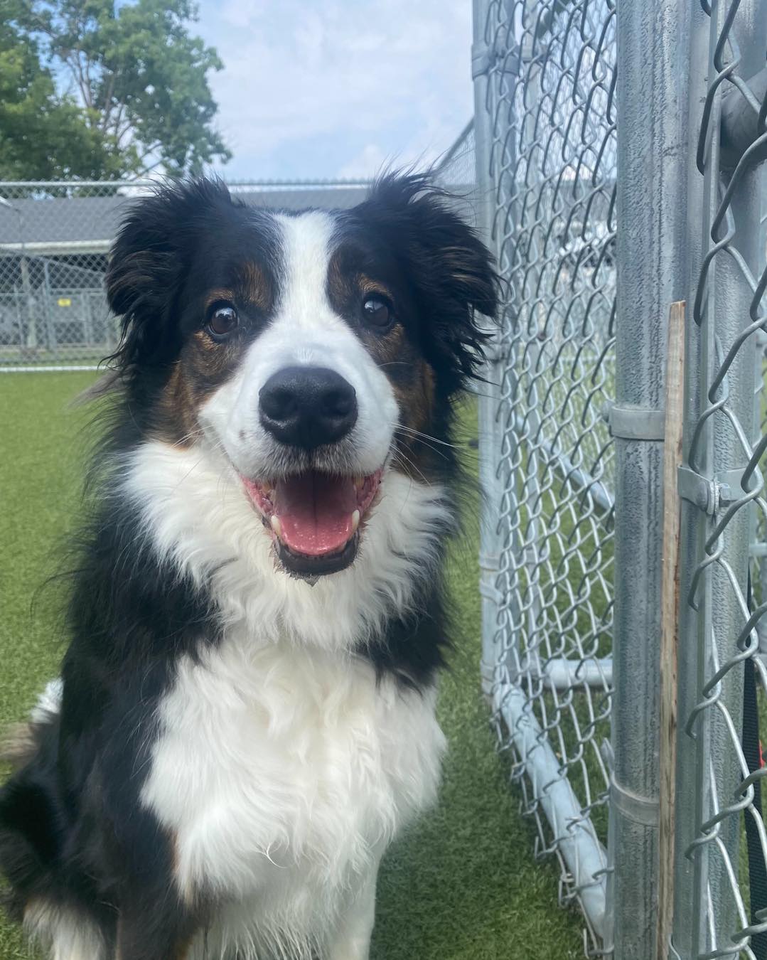 Whiskers Resort & Pet Spa Facility Grand Rapids, MI