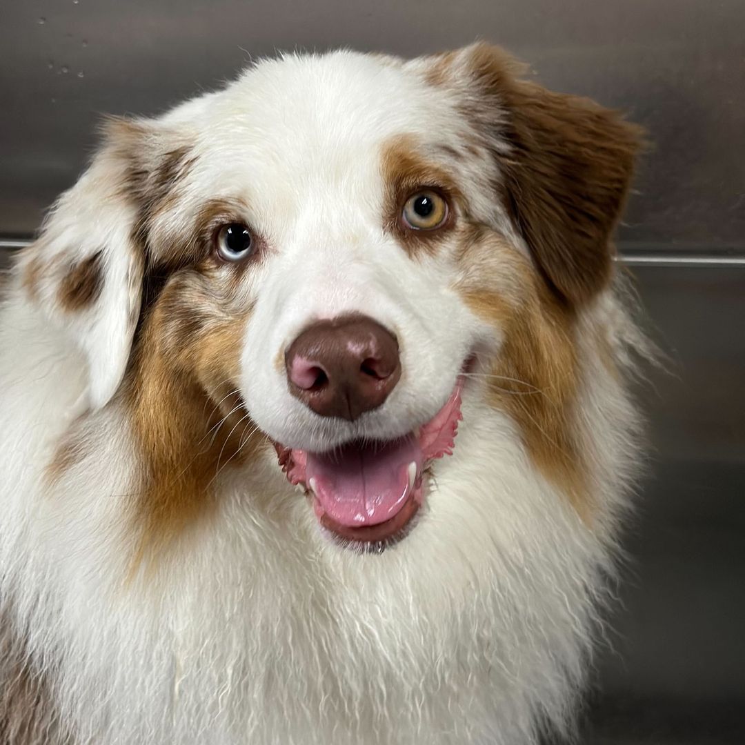 Whiskers Resort & Pet Spa Pet Boarding Grand Rapids, MI