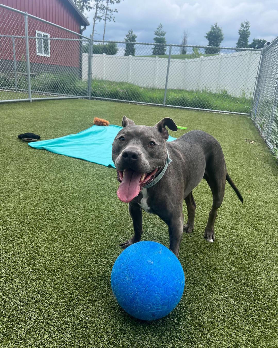 Whiskers Resort & Pet Spa Facility Grand Rapids, MI