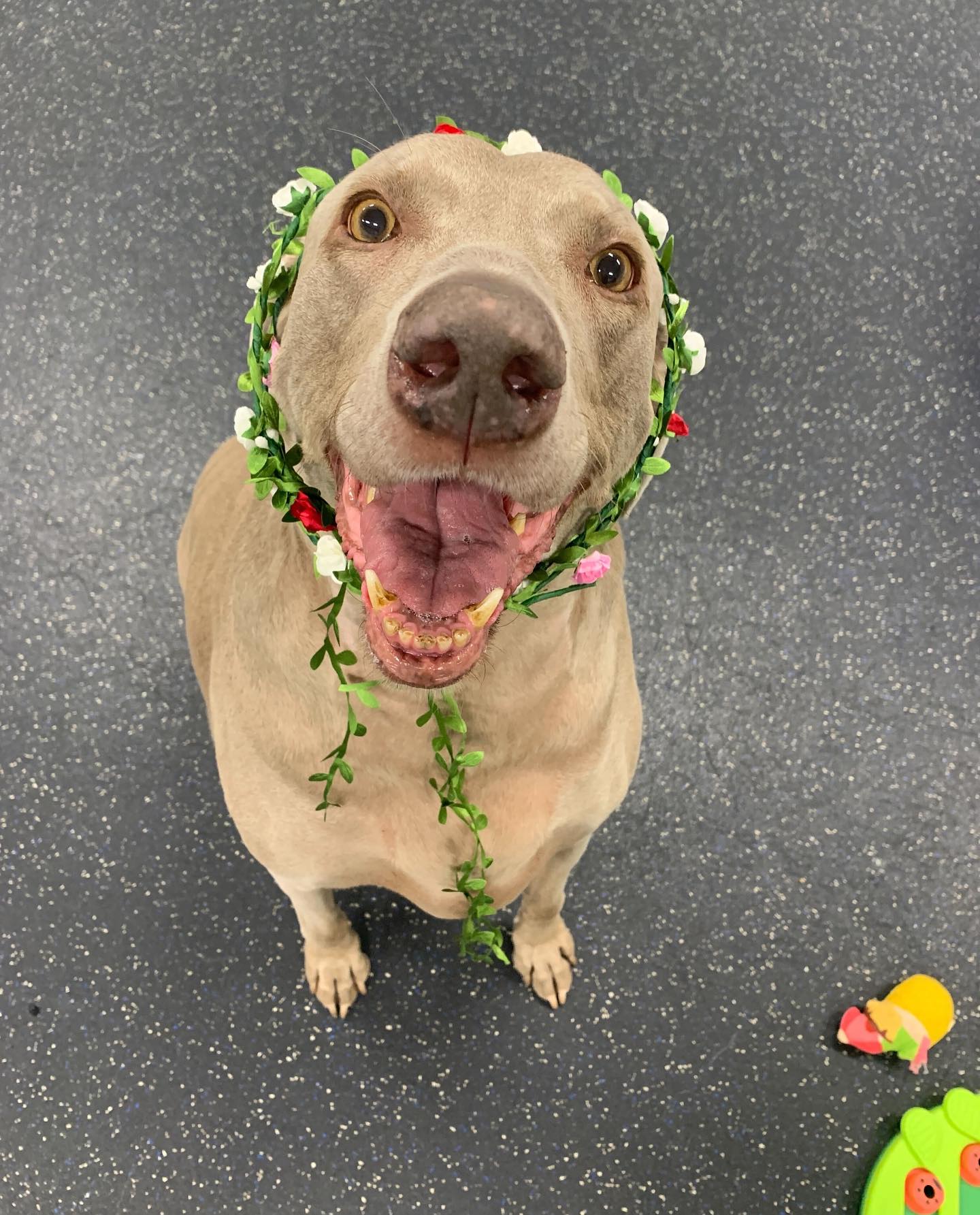 Whiskers Resort & Pet Spa Facility Grand Rapids, MI