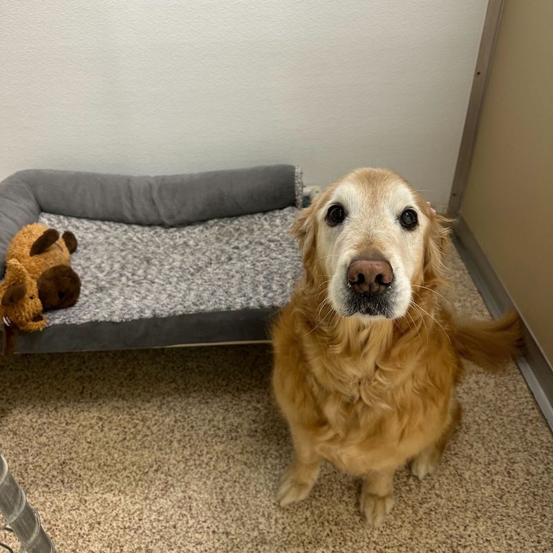 Whiskers Resort & Pet Spa Room Service Grand Rapids, MI