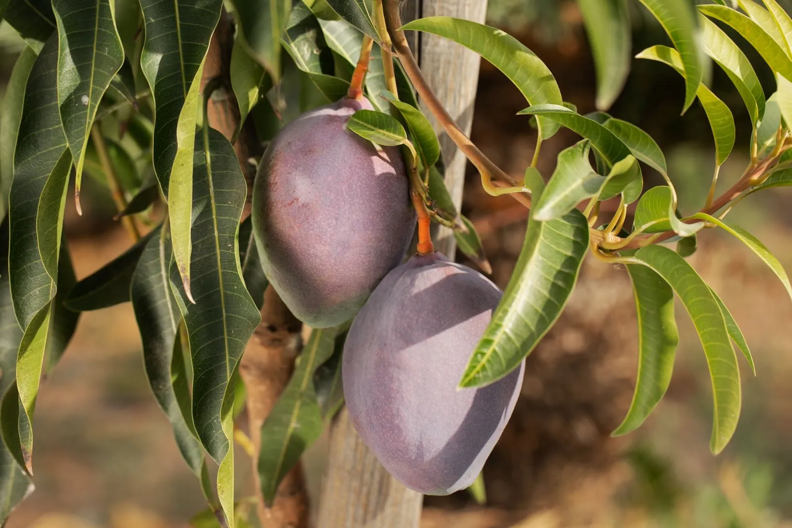 Mango Season in Belize