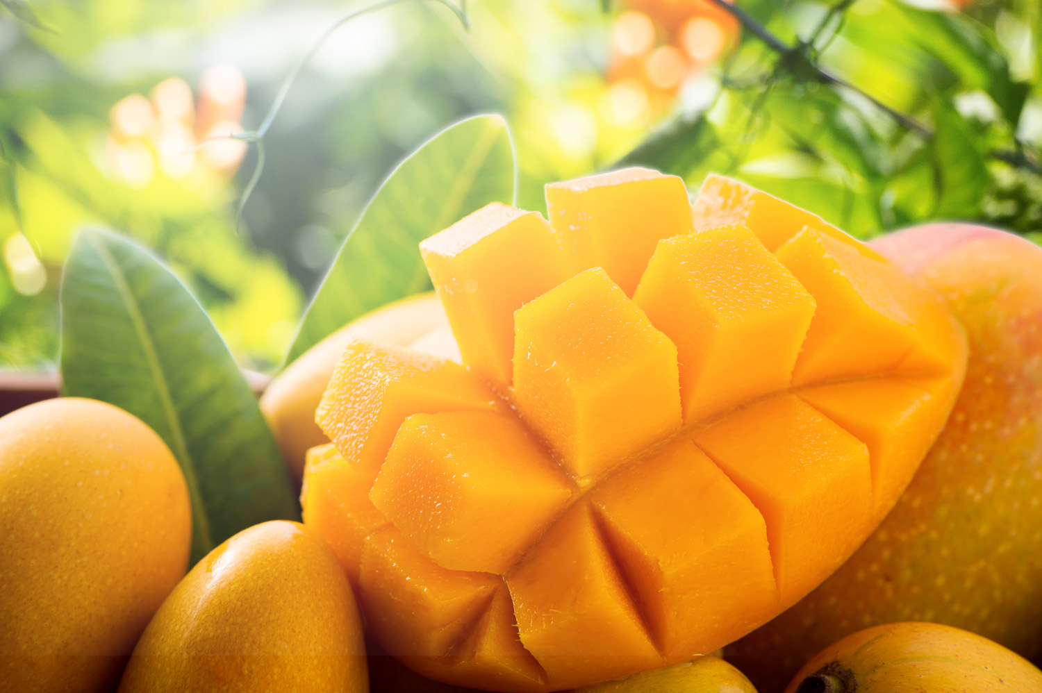 Mango Season in Belize