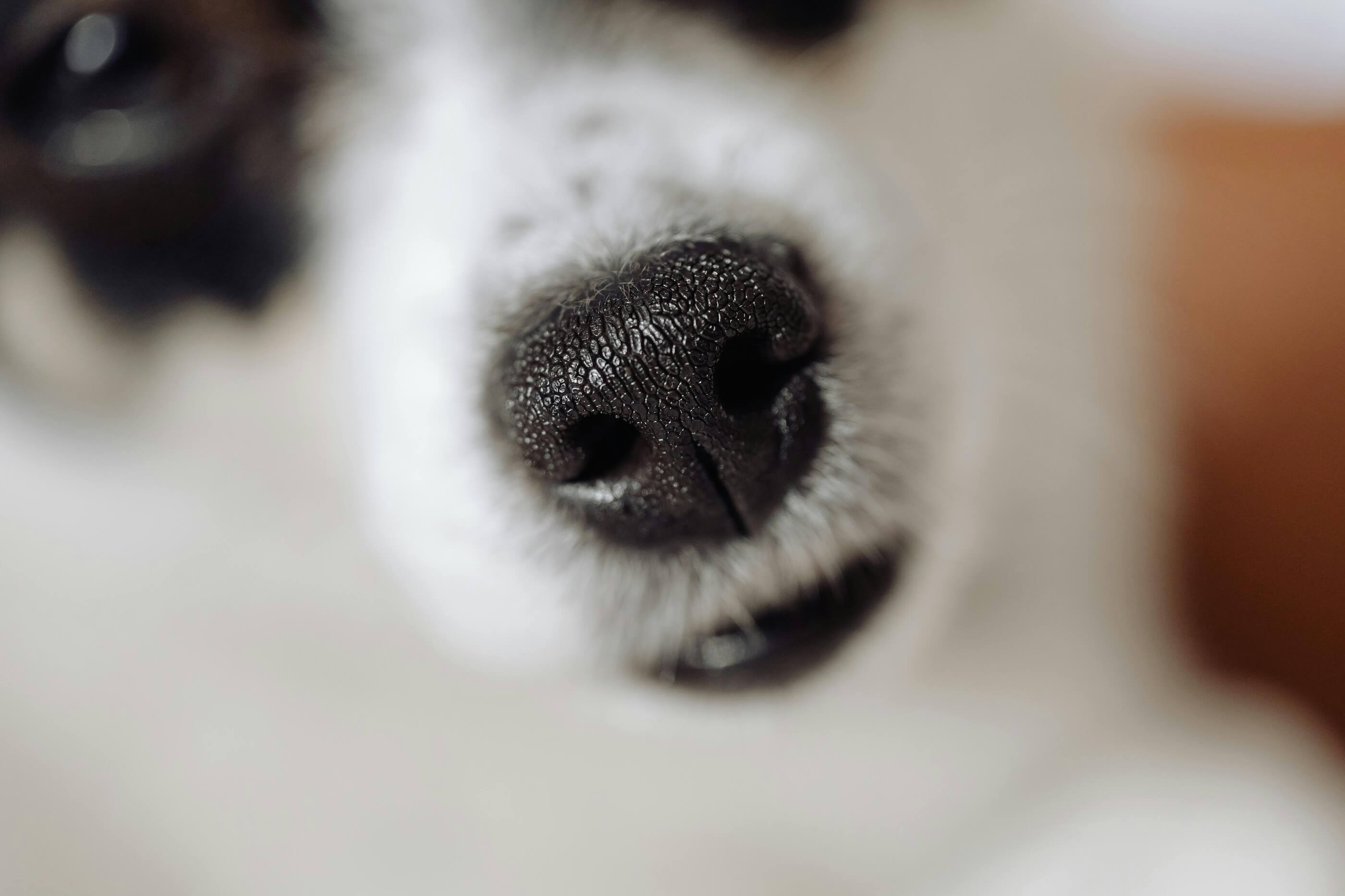Why Are Dog Noses Wet? 5 Reasons & When to Worry