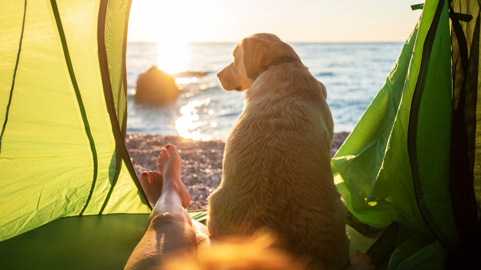 Don't your best friend Australia's best dogfriendly campsites