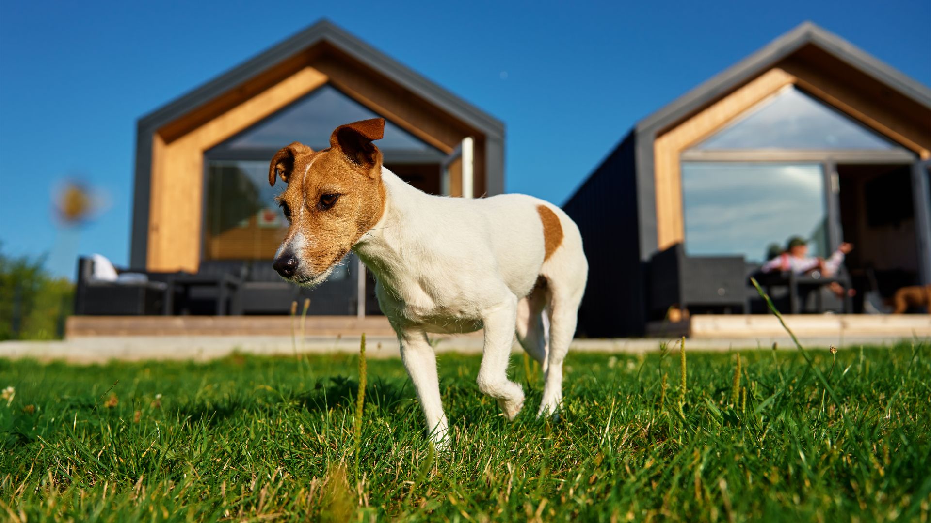 12 dogfriendly holiday homes in Australia