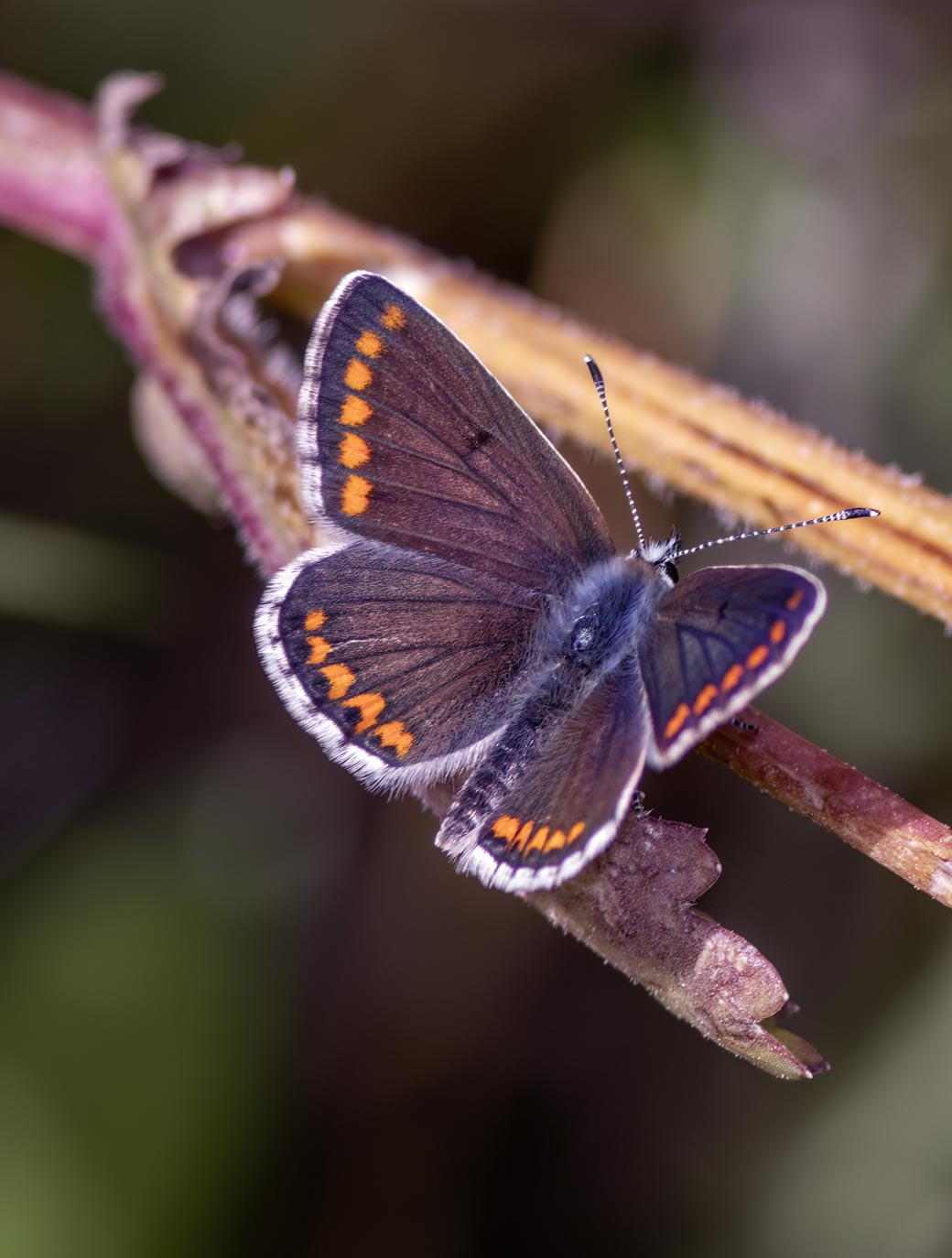 Abbots Ripton Estate | About The Estate