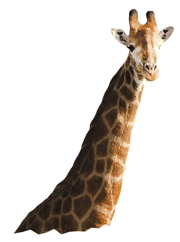 A cutout of a giraffe appears to look out of the screen and at the viewer