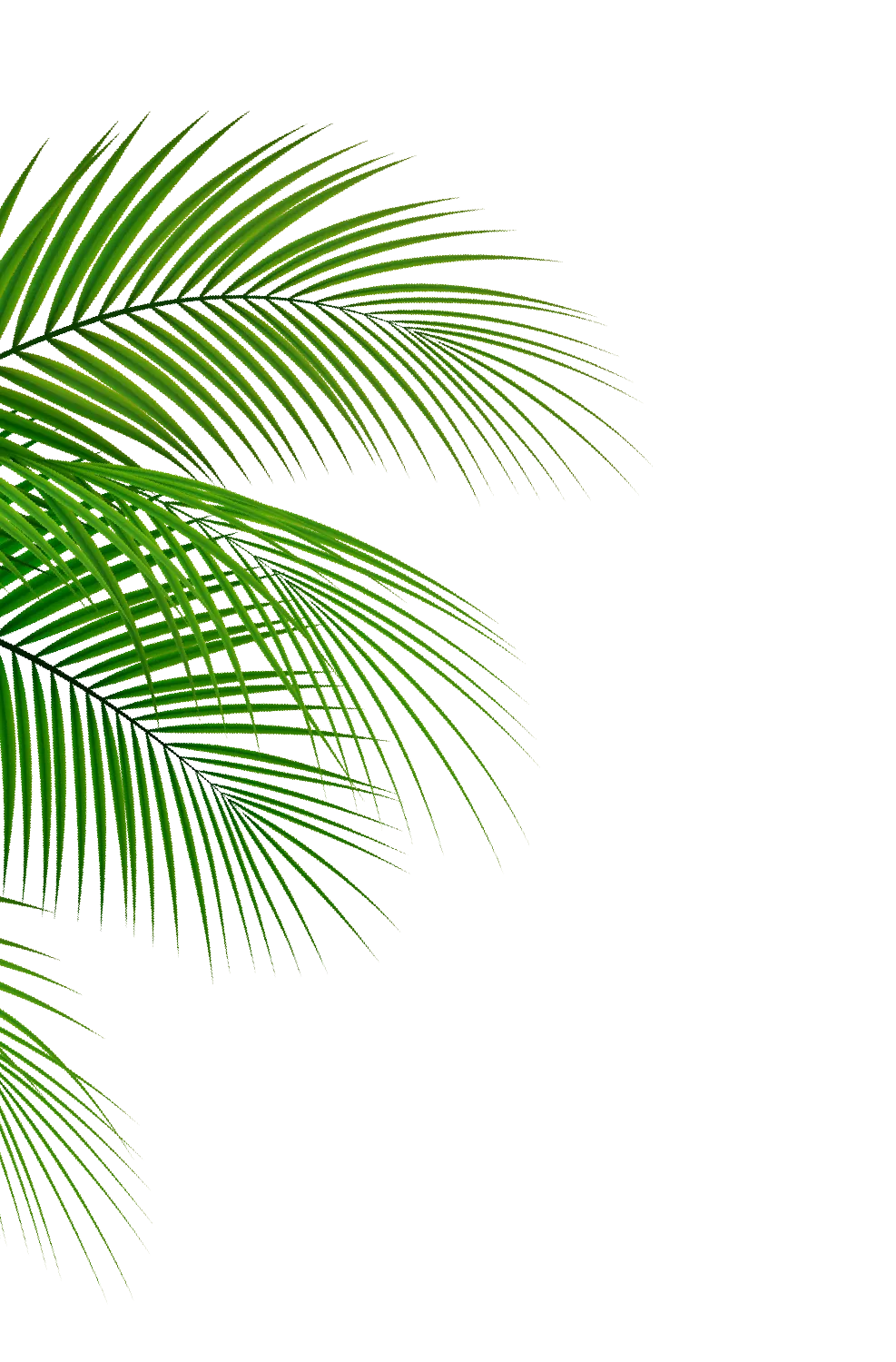 Palm leaves decorate the left side of the Wild Florida homepage
