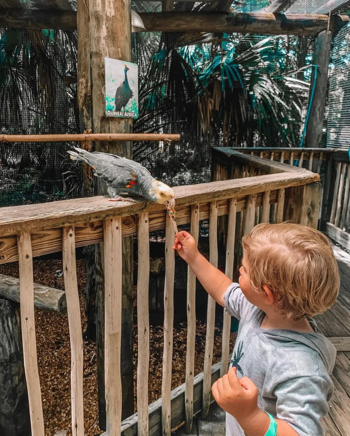 A boy feeds a bird at the aviary at Wild Forida