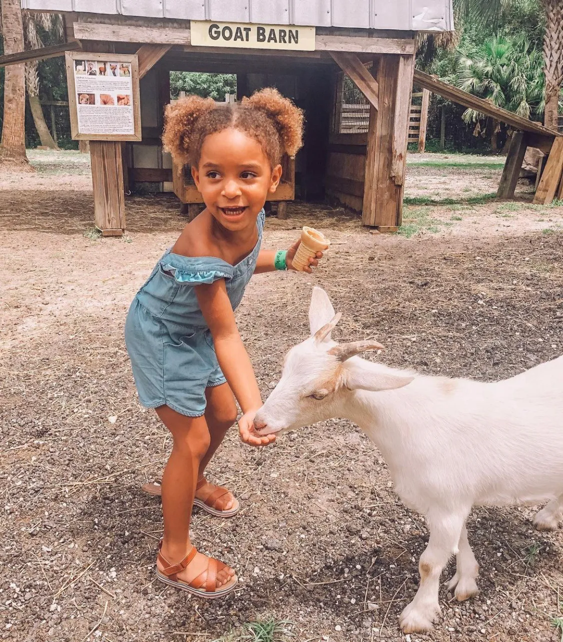 A young girl feeds a goat at Wild Florida