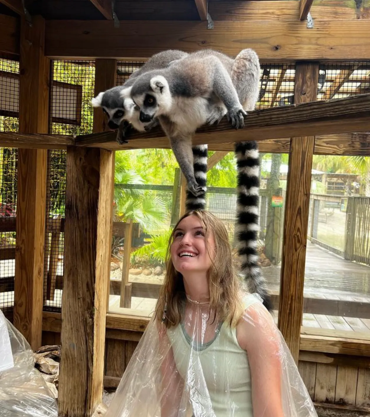 A young woman sits under a wooden plank that seats two lemurs trying to reach for her hair