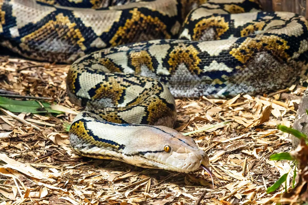 Python at Twin Valley Zoo in Brantford | Animals