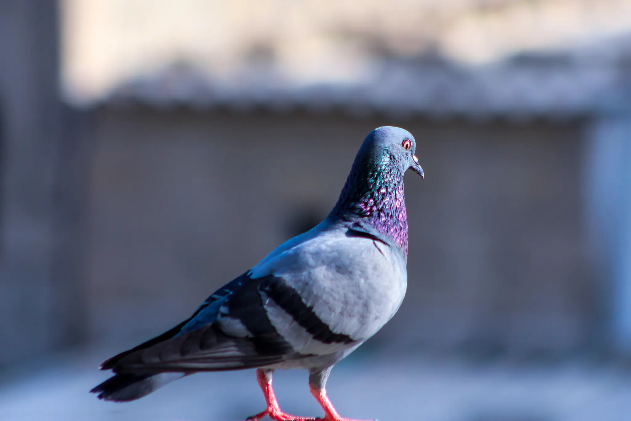 Pigeons at Twin Valley Zoo in Brantford | Animals
