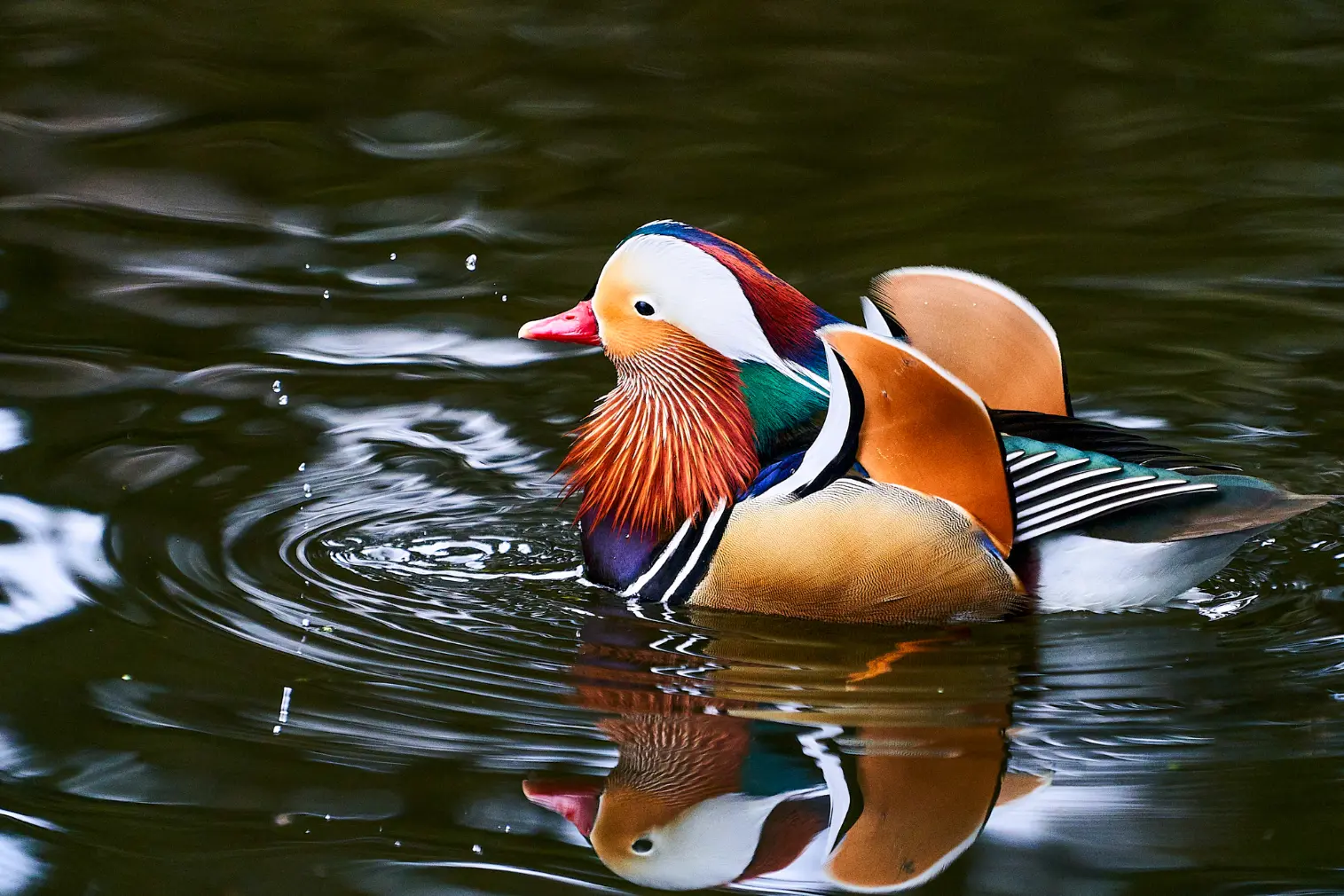 Mandarin Duck at Twin Valley Zoo in Brantford Animals