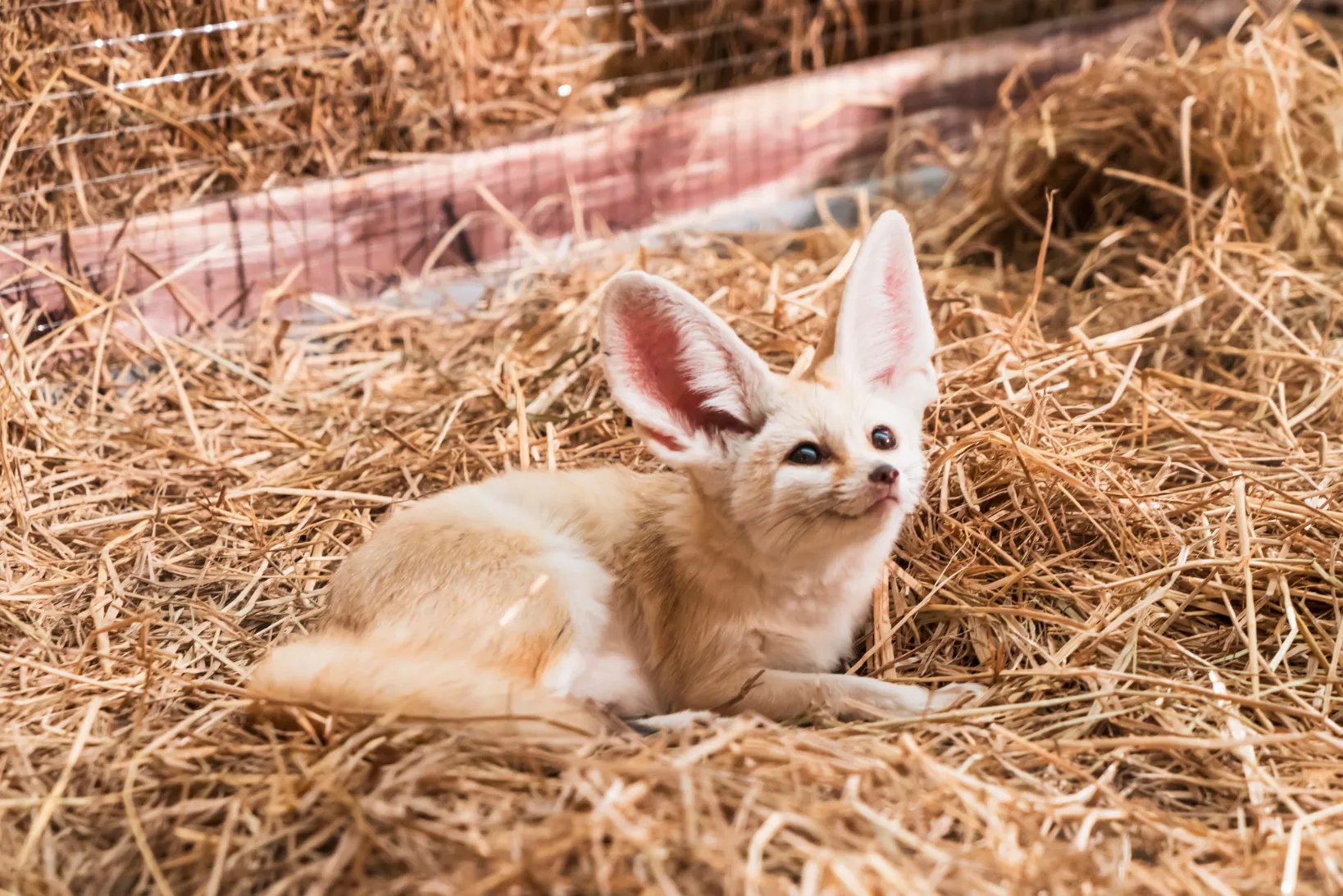 Fennec Foxes at Twin Valley Zoo in Brantford | Animals