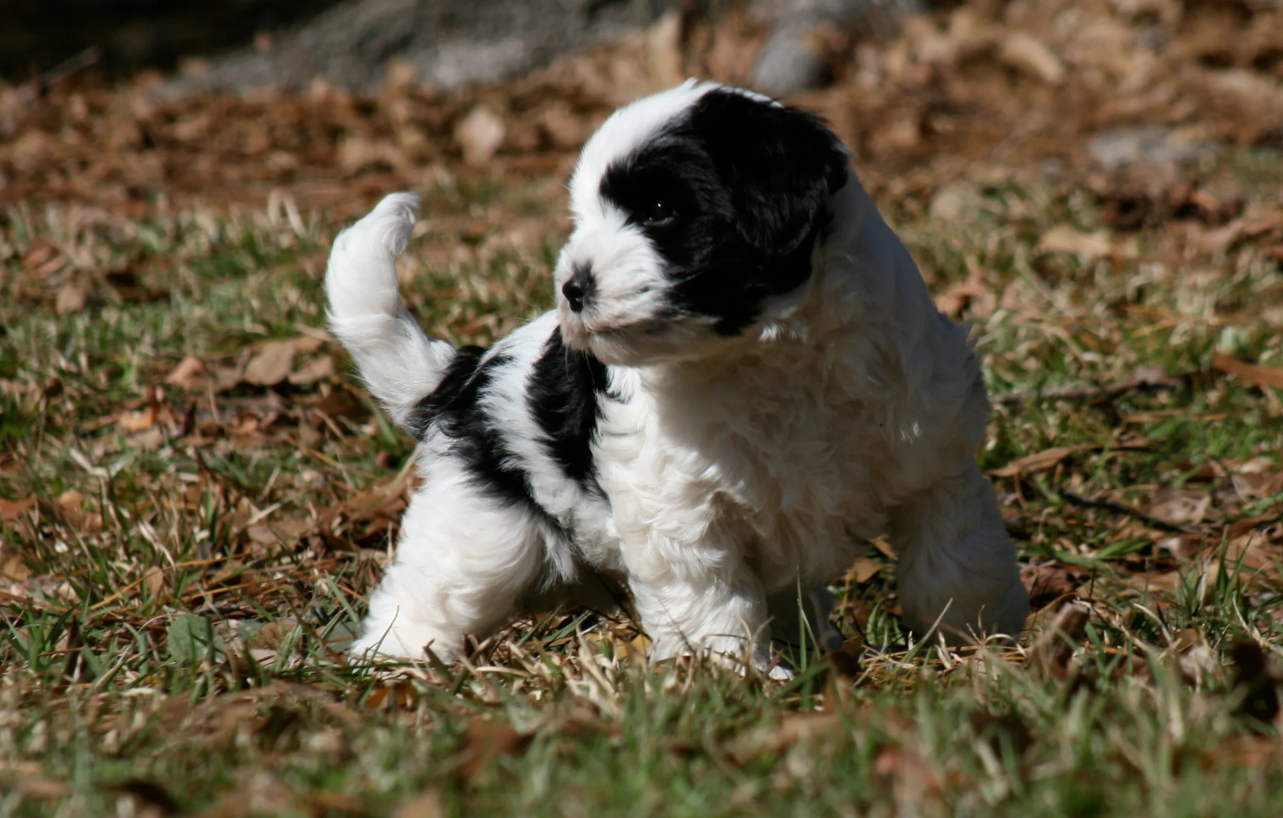 Tibetan Terrier Puppies for Adoption