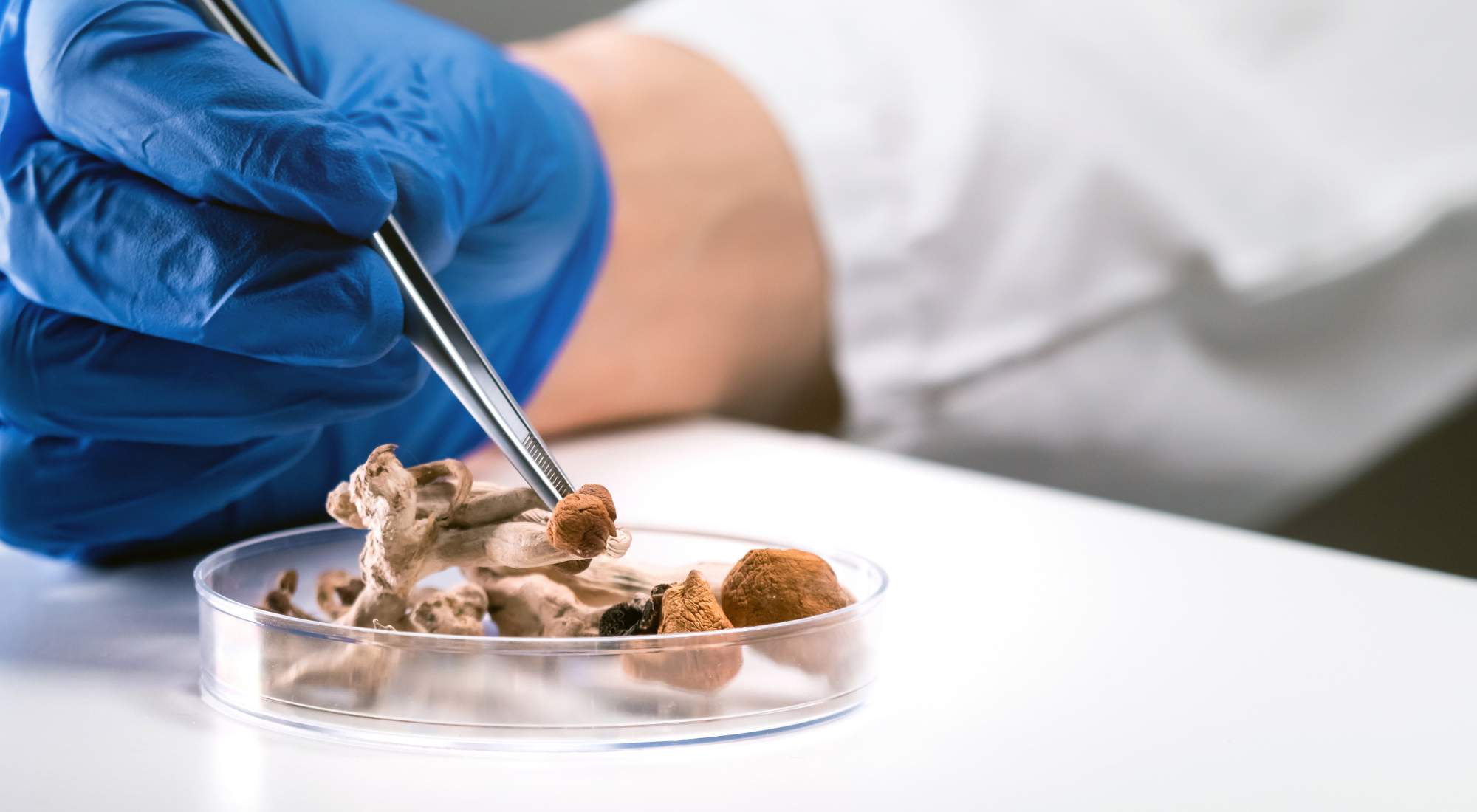 Is It Effective To Use Mushrooms for Depression and Anxiety Management