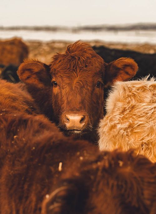 Animal Bedding by Flax Farm Premium HempCanola, Absorbent and Eco