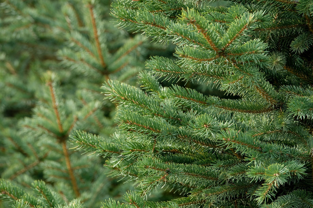 Christmas tree branches