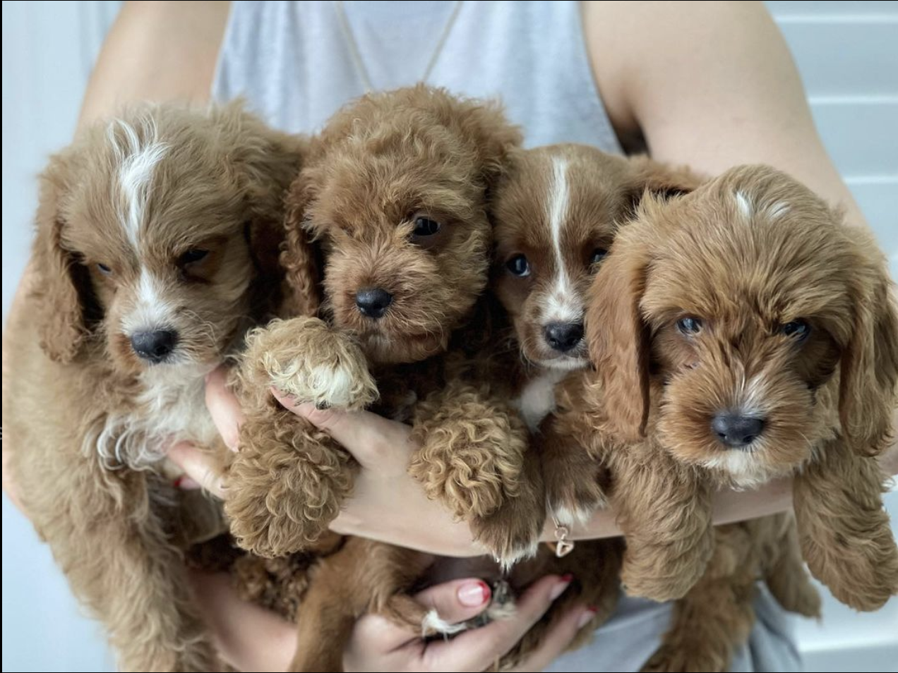 Trusted Cavoodle Breeders in NSW | Oodle Life