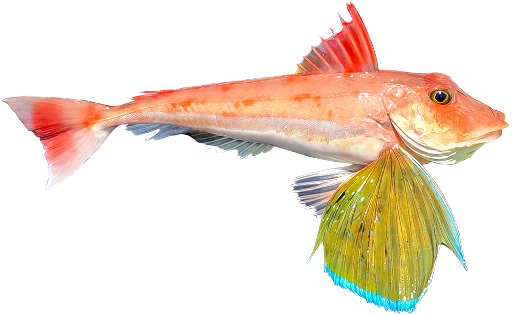 Tub Gurnard Definition At Martha Holt Blog