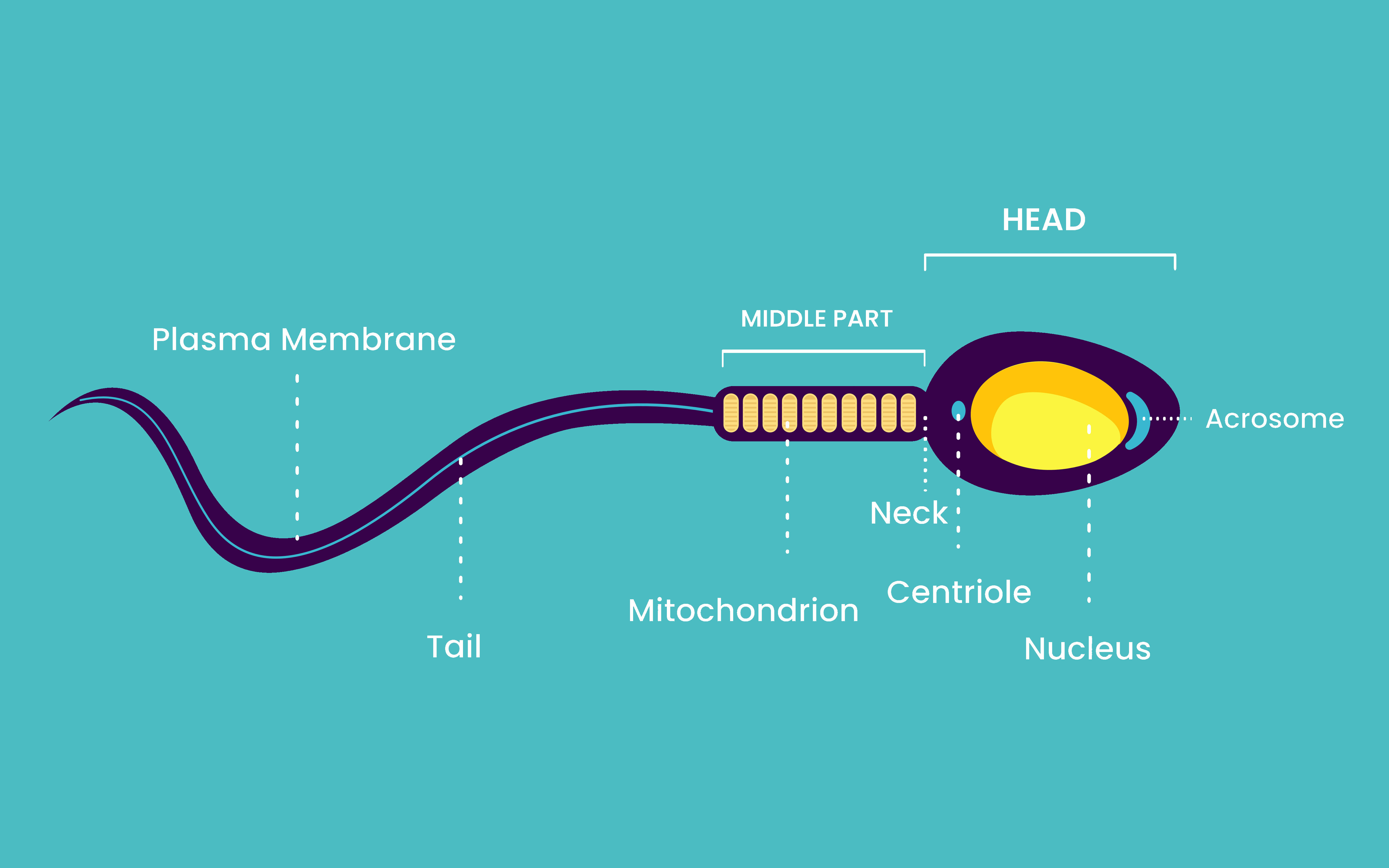 Male Fertility Issues | Fertilitywise