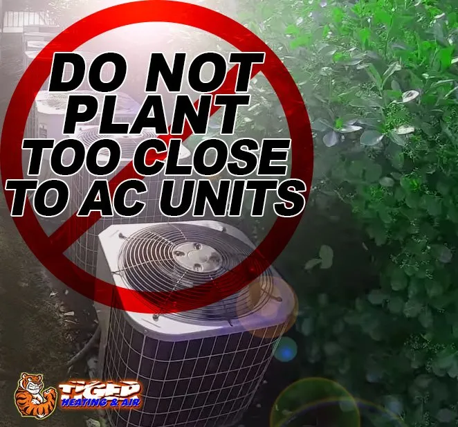 Best Plants to Hide AC Units Tommy Cool Air