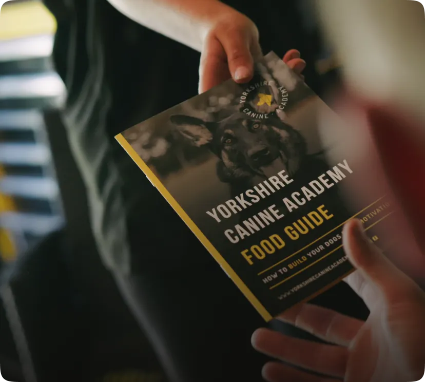 Residential Dog Training Leeds The Ultimate Intensive