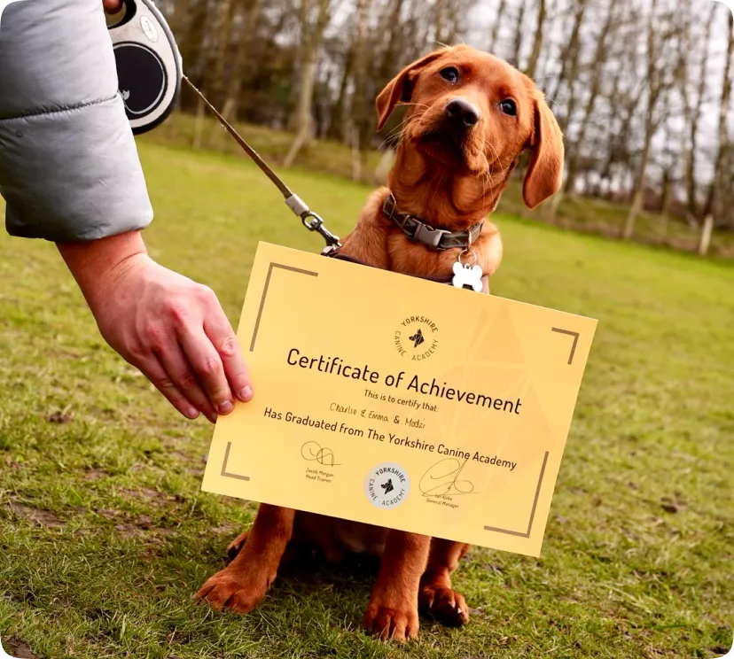 Leeds Dog Training Classes 1000's of Success Stories
