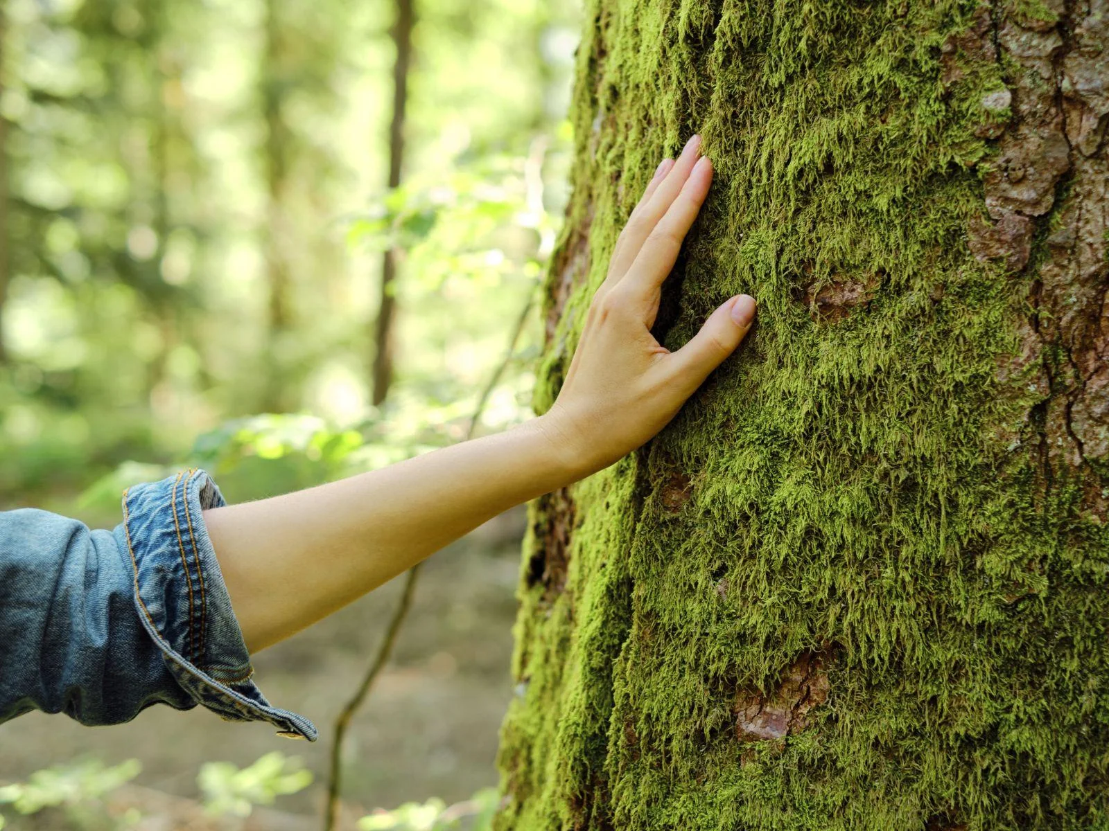 Land Services Timbalier Resources