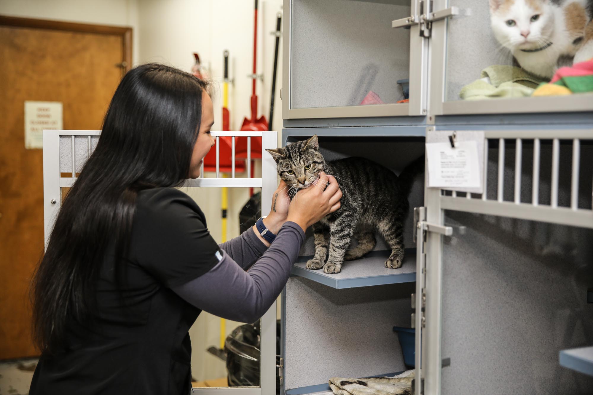 Companion Animal Boarding Scottsville Animal Hospital