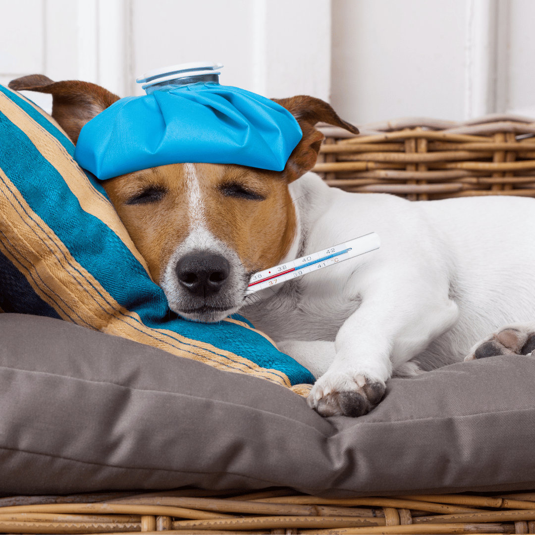Recognizing Common Illnesses In Pets Symptoms And Early Detection Recognizing common illnesses in pets symptoms and early detection