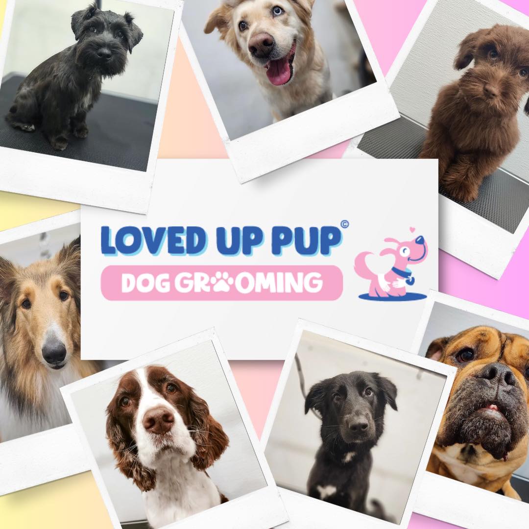 Best Pet Groomers in Idaho 2024