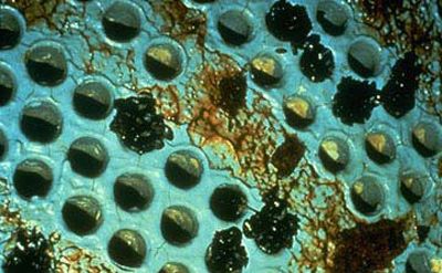 Figure 1 Zebra mussel fouling on a condenser tube sheet