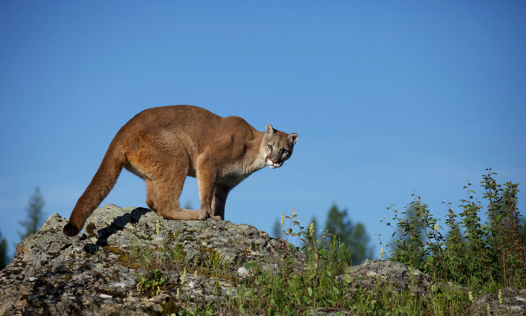 Mountain Lion Sightings in Petaluma Simply Sonoma