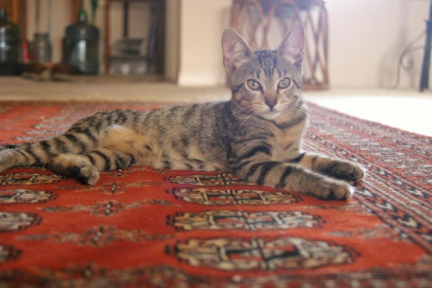 How to Protect my Oriental Rug from Fading? JAE