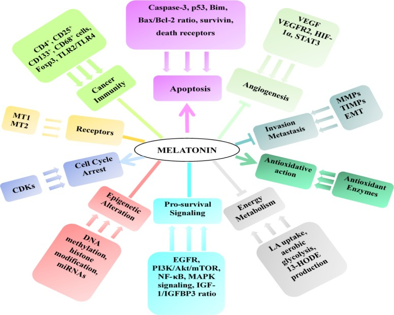 Melatonin: 8 Remarkable Effects to Add To Your Cancer Protocol