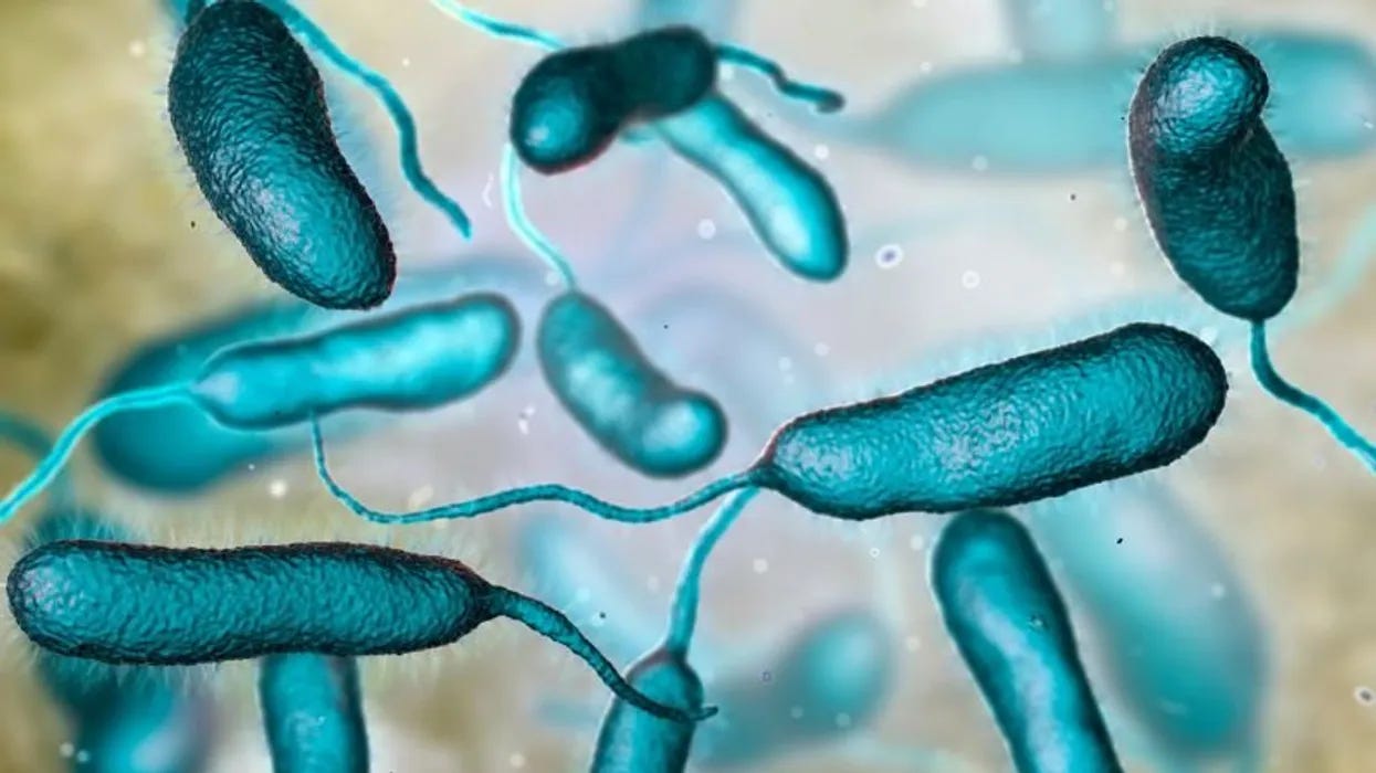 Beware the "Flesh-Eating" Threat: Understanding Vibrio vulnificus
