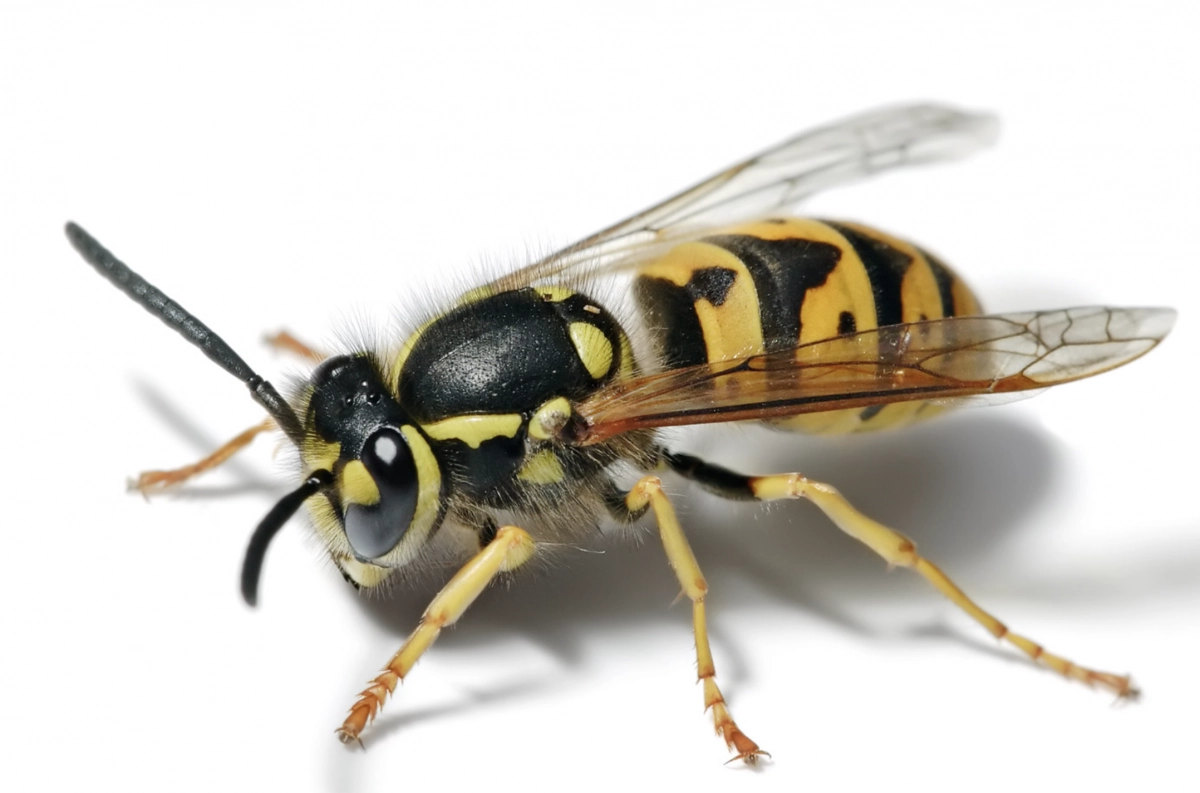 Tips to Control Yellow Jackets in the Fall Atlus Pest Solutions