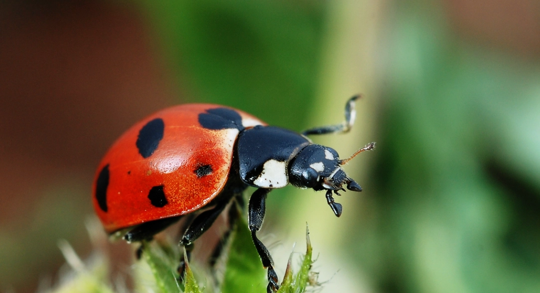 NonToxic Pest Control Methods in Huntsville & Madison Al Atlus Pest