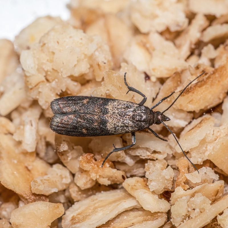 Pantry Pest Identification Atlus Pest Solutions