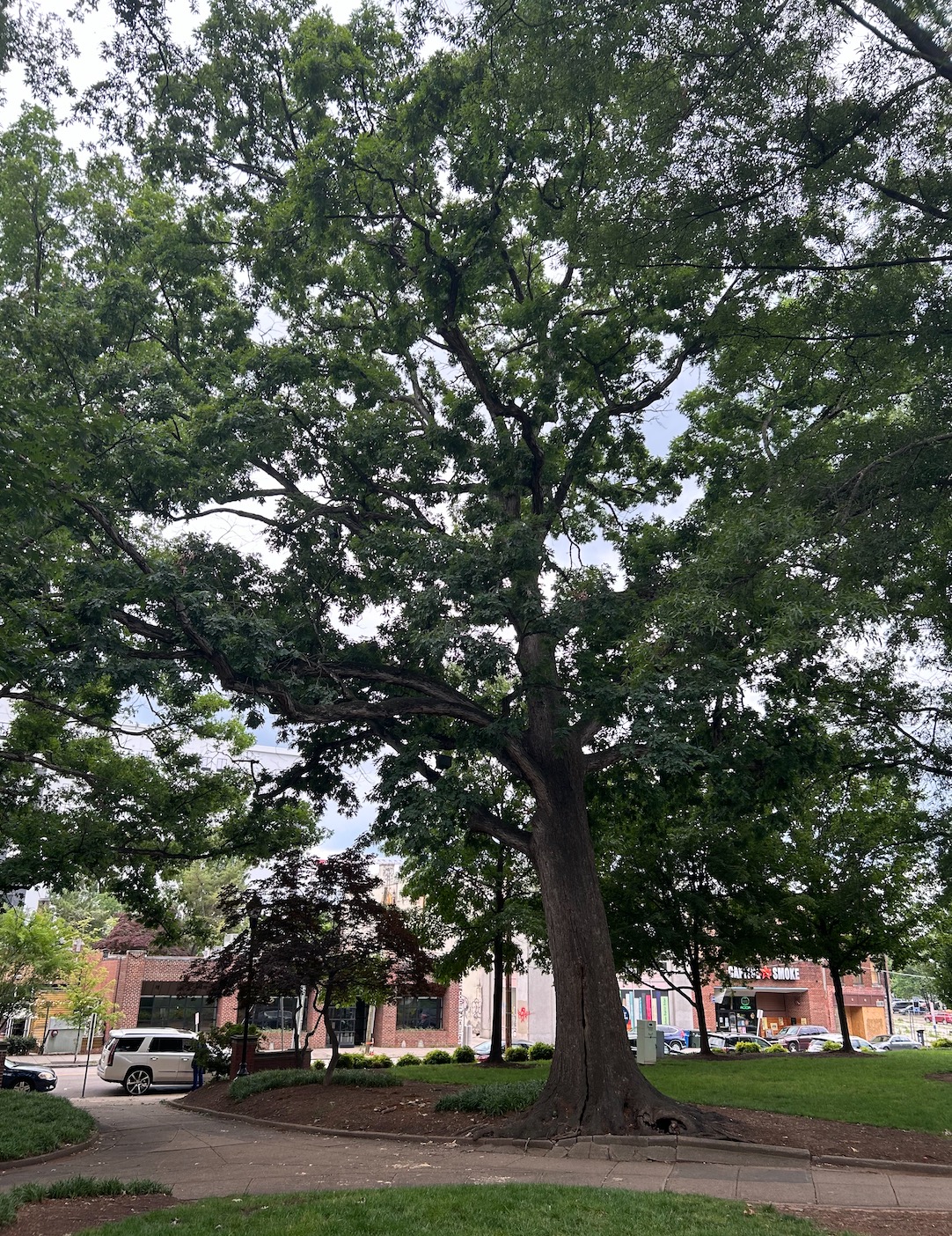 Everett Tree Service, a Gunnison Company, with Historic Tree Removal