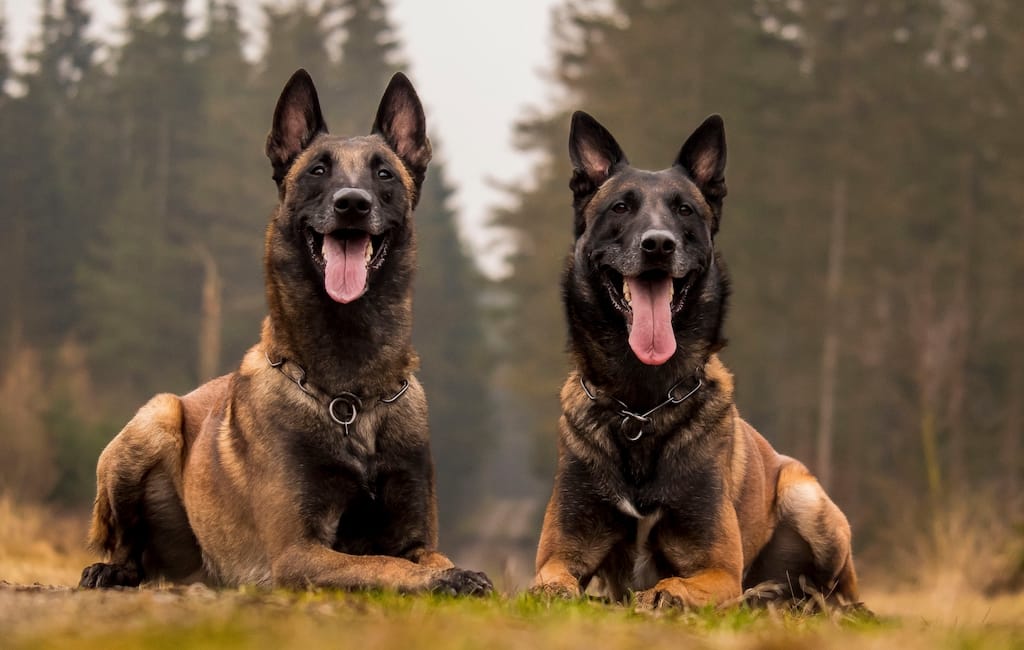 Belgian Shepherd Different Breeds Of German Shepherd Dogs