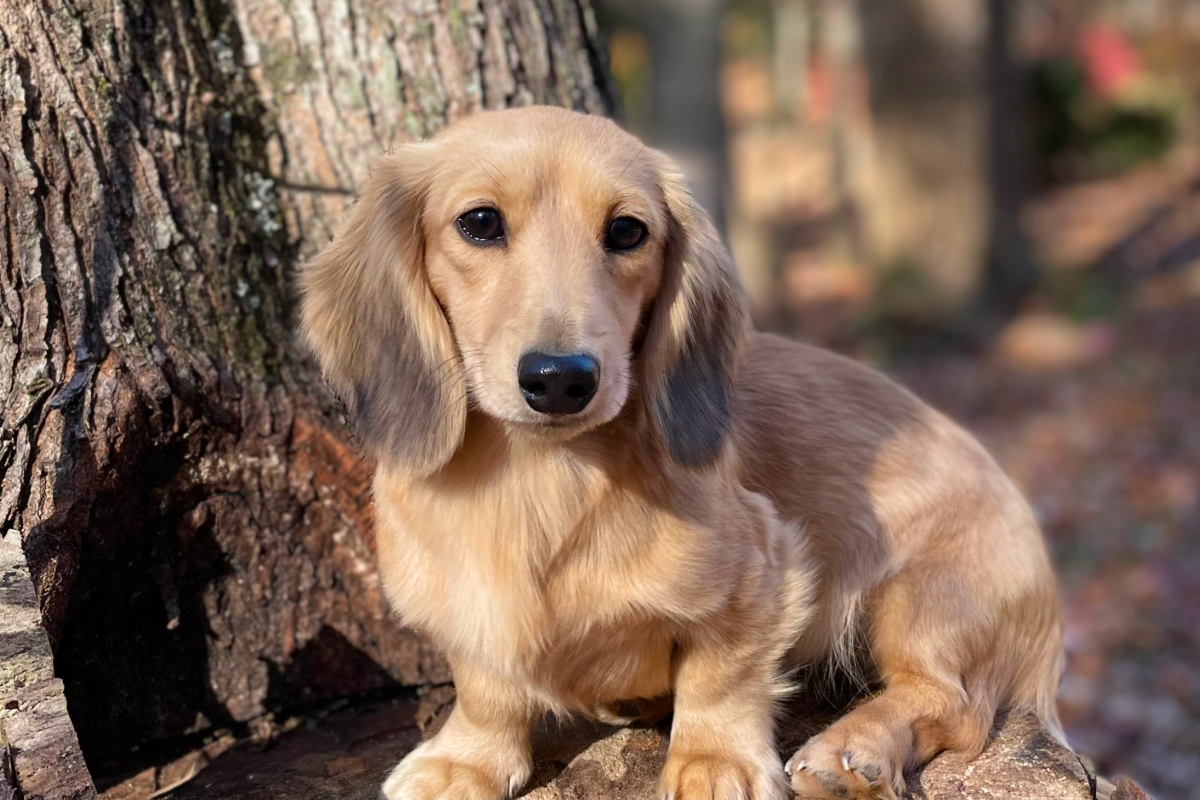 Parents | Lion's Gate Dachshunds