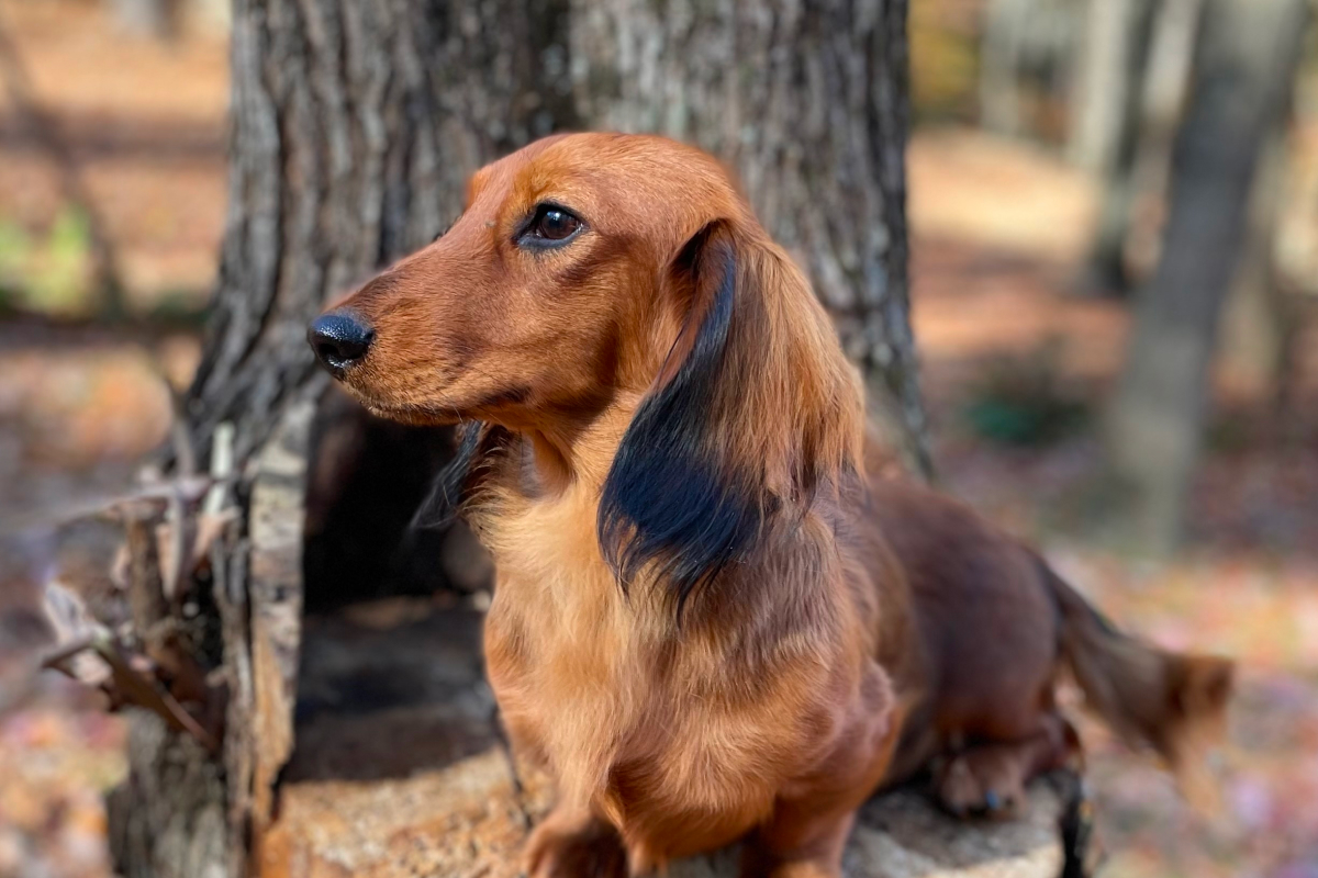Parents | Lion's Gate Dachshunds