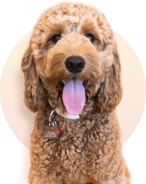 Downtown Dog Lounge Top Pet Care in Seattle