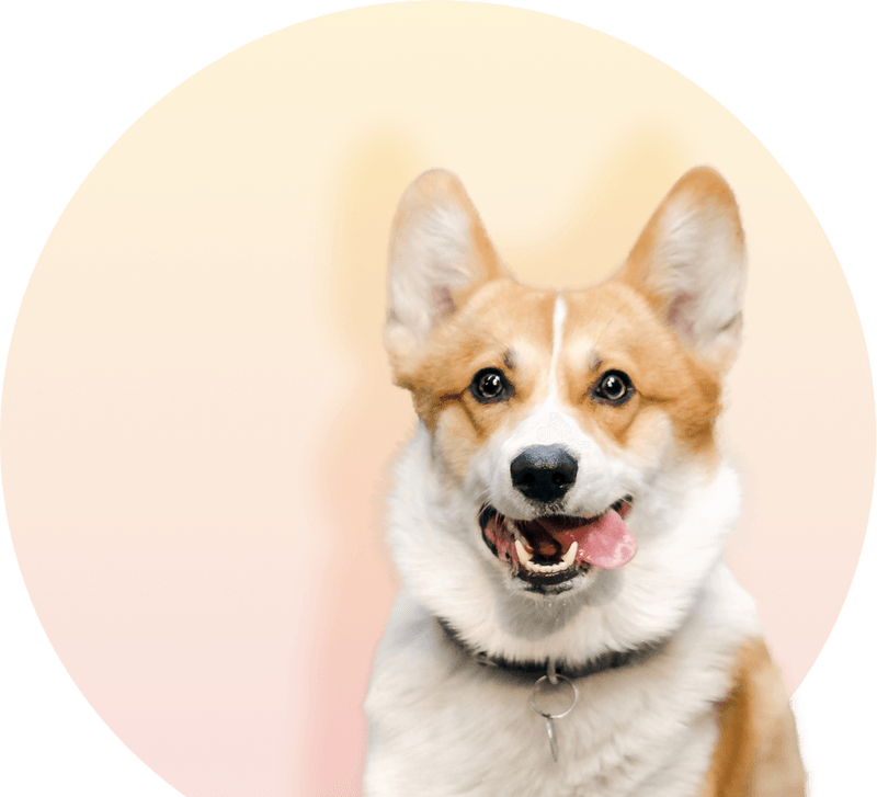 Downtown Dog Lounge Top Pet Care in Seattle