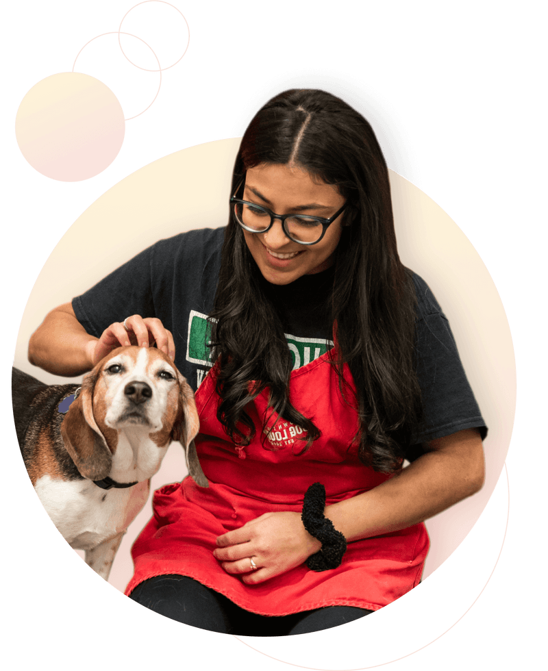 Downtown Dog Lounge Top Pet Care in Seattle